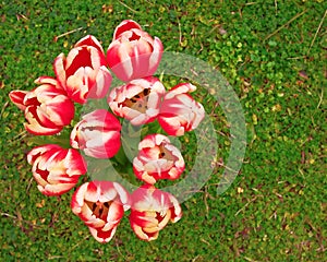 Tulips bouquet on green grass