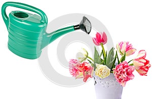 Tulips bouquet and watering can for plant watering isolated on white background. Collage