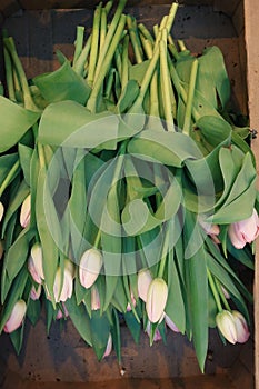 Tulips in boxes of flowers