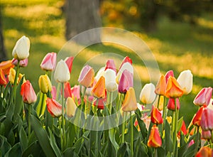 Tulips at the Break of Day Ready to Soak up the Sun.