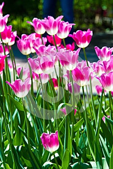 Tulips.   A bulbous spring-flowering plant with boldly colored cup-shaped flowers