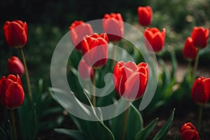 Tulips a bulbous spring-flowering plant of the lily family, with boldly colored cup-shaped flowers