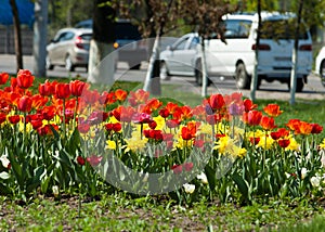 Tulips. a bulbous spring-flowering plant of the lily family, with boldly colored cup-shaped flowers.