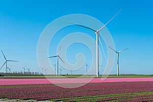 Tulips bulbs production in Netherlands, colorful spring fields with blossoming tulip flowers