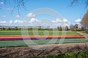 Tulips bulbs production in Netherlands, colorful spring fields with blossoming tulip flowers