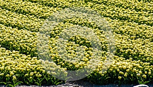 Tulips bulbs production in Netherlands, colorful spring fields with blossoming tulip flowers