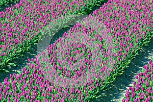 Tulips bulbs production in Netherlands, colorful spring fields with blossoming tulip flowers