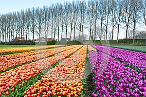 Tulips bulbs production in Netherlands, colorful spring fields with blossoming tulip flowers