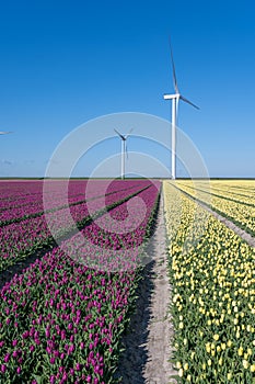 Tulips bulbs production in Netherlands, colorful spring fields with blossoming tulip flowers