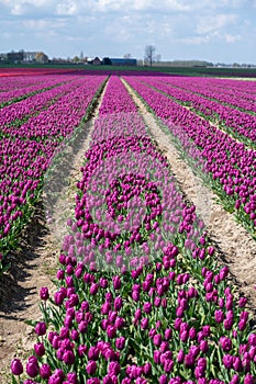 Tulips bulbs production in Netherlands, colorful spring fields with blossoming tulip flowers