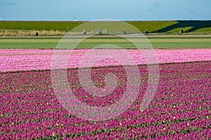 Tulips bulbs production in Netherlands, colorful spring fields with blossoming tulip flowers