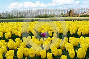 Tulips bulbs production in Netherlands, colorful spring fields with blossoming tulip flowers