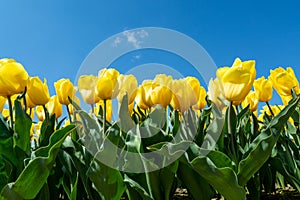 Tulips bulbs production in Netherlands, colorful spring fields with blossoming tulip flowers