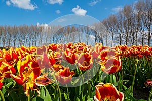 Tulips bulbs production in Netherlands, colorful spring fields with blossoming tulip flowers