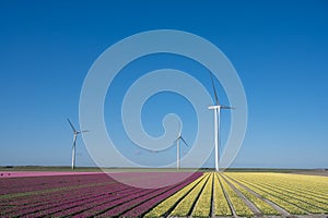 Tulips bulbs production in Netherlands, colorful spring fields with blossoming tulip flowers