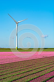 Tulips bulbs production in Netherlands, colorful spring fields with blossoming tulip flowers