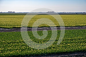 Tulips bulbs production in Netherlands, colorful spring fields with blossoming tulip flowers