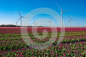 Tulips bulbs production in Netherlands, colorful spring fields with blossoming tulip flowers