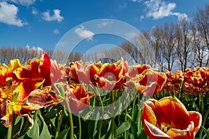 Tulips bulbs production in Netherlands, colorful spring fields with blossoming tulip flowers