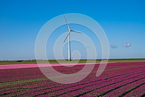 Tulips bulbs production in Netherlands, colorful spring fields with blossoming tulip flowers