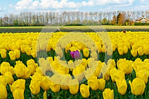 Tulips bulbs production in Netherlands, colorful spring fields with blossoming tulip flowers