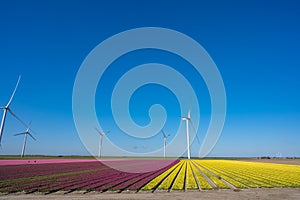 Tulips bulbs production in Netherlands, colorful spring fields with blossoming tulip flowers