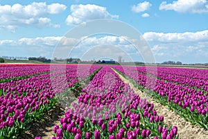 Tulips bulbs production in Netherlands, colorful spring fields with blossoming tulip flowers