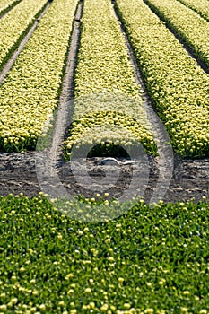 Tulips bulbs production in Netherlands, colorful spring fields with blossoming tulip flowers