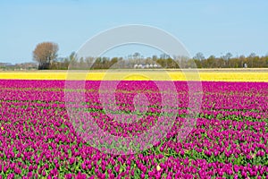 Tulips bulbs production in Netherlands, colorful spring fields with blossoming tulip flowers