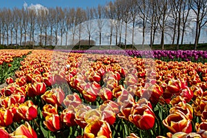 Tulips bulbs production in Netherlands, colorful spring fields with blossoming tulip flowers