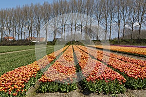 Tulips bulbs production in Netherlands, colorful spring fields with blossoming tulip flowers