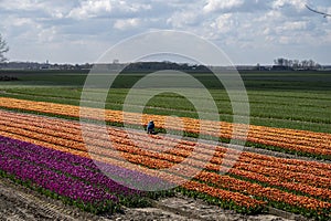 Tulips bulbs production in Netherlands, colorful spring fields with blossoming tulip flowers