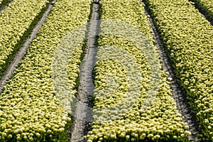 Tulips bulbs production in Netherlands, colorful spring fields with blossoming tulip flowers