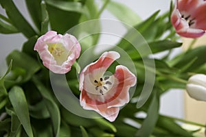 Bunsh Tulips