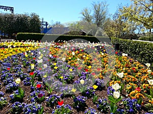 Tulips at Busch Gardens in Virginia