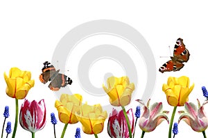 Tulipani un farfalle 