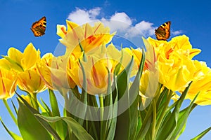 Tulips butterflies blue sky