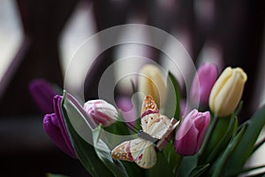 Tulips and butterfly