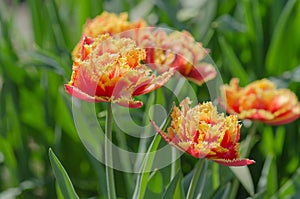 Tulips called Golddust. Fringed peony tulip