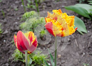 Tulips called Golddust. Fringed peony tulip