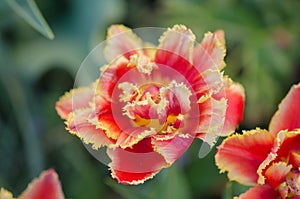 Sensual Golddust. Orange double petal tulip