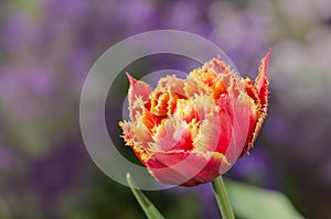 Tulips called Golddust. Fringed peony tulip