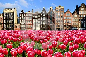 Tulips with canal houses of Amsterdam