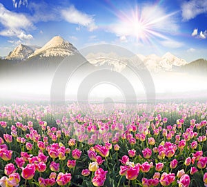 Tulips in the Carpathian region