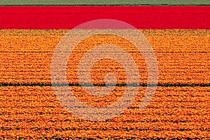 Tulips carpet field in spring in Holland. Colourful background.