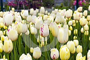 Tulips of the Carrousel species