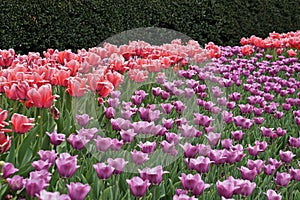 Tulips at the Central Park Conservatory Garden