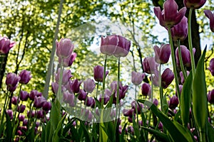 Tulips in the Central Park of culture and recreation in St. Petersburg.