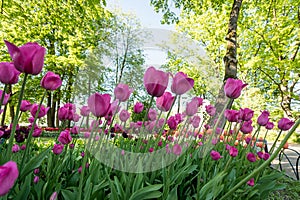 Tulips in the Central Park of culture and recreation in St. Petersburg.