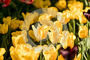 Tulips in the Central Park of culture and recreation in St. Petersburg.